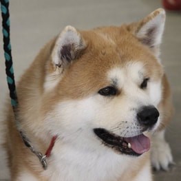 Akita dog actor