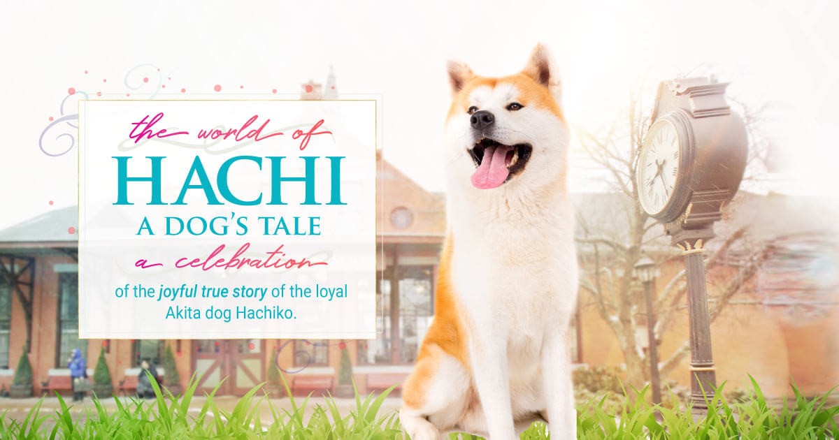 Hachi A Dogs Tale Vicki Wong And Hachi