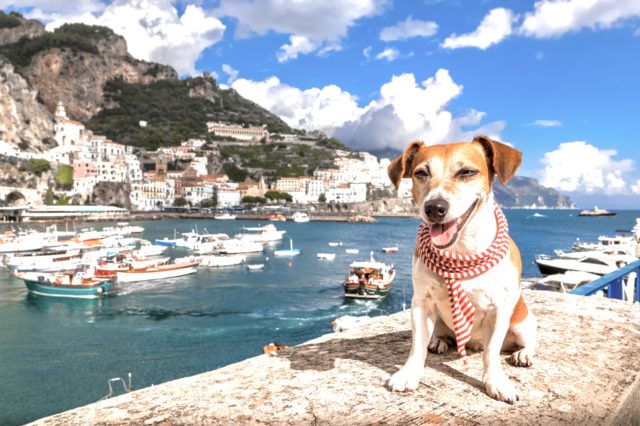 Dog with scarf sitting by sea on Italian coast