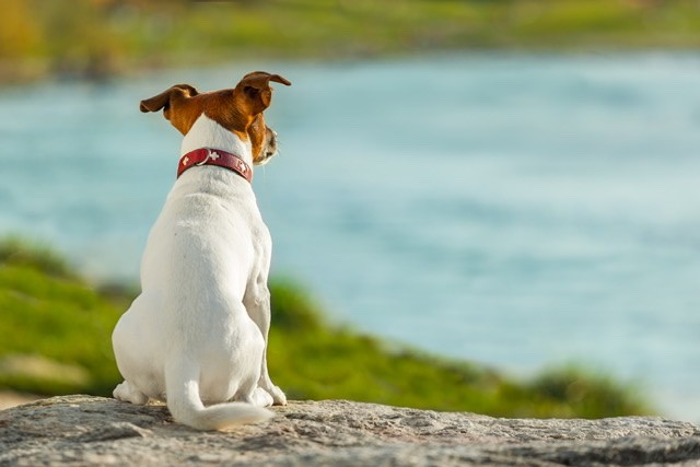 Dog looks out at lake
