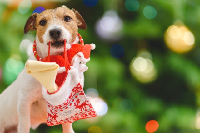 Cute dog with Christmas stocking