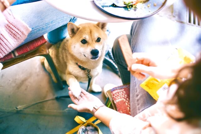 Woman gives dog treat under the table