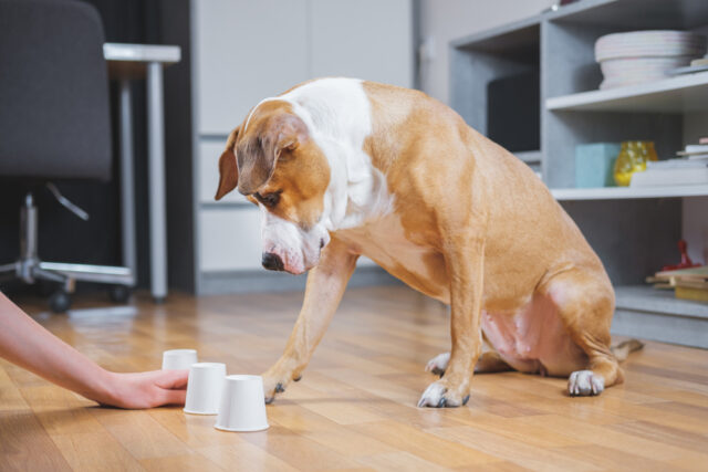 Dog and owner playing game with cups