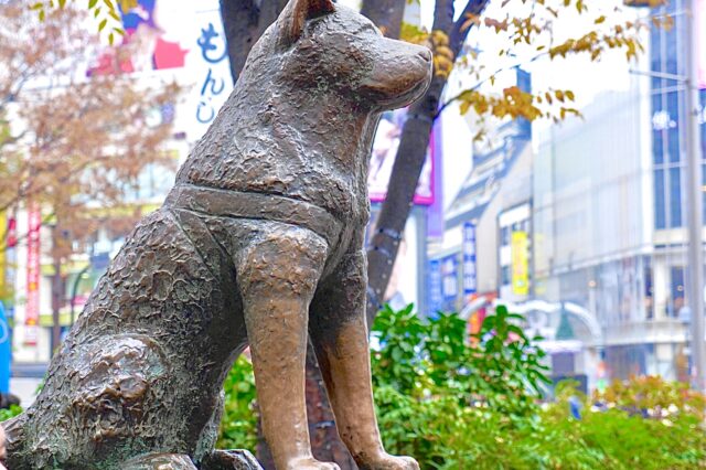 Hachi statue in Shibuya in fall