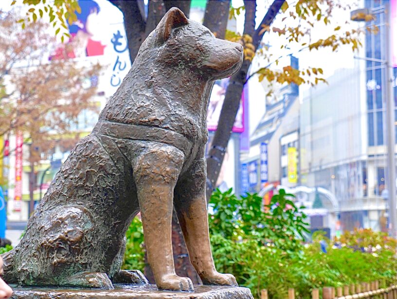 Hachi statue in Shibuya in fall