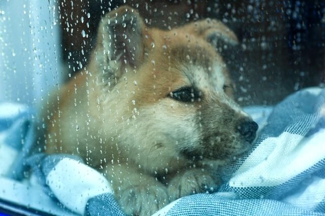 Akita puppy rainy day at window