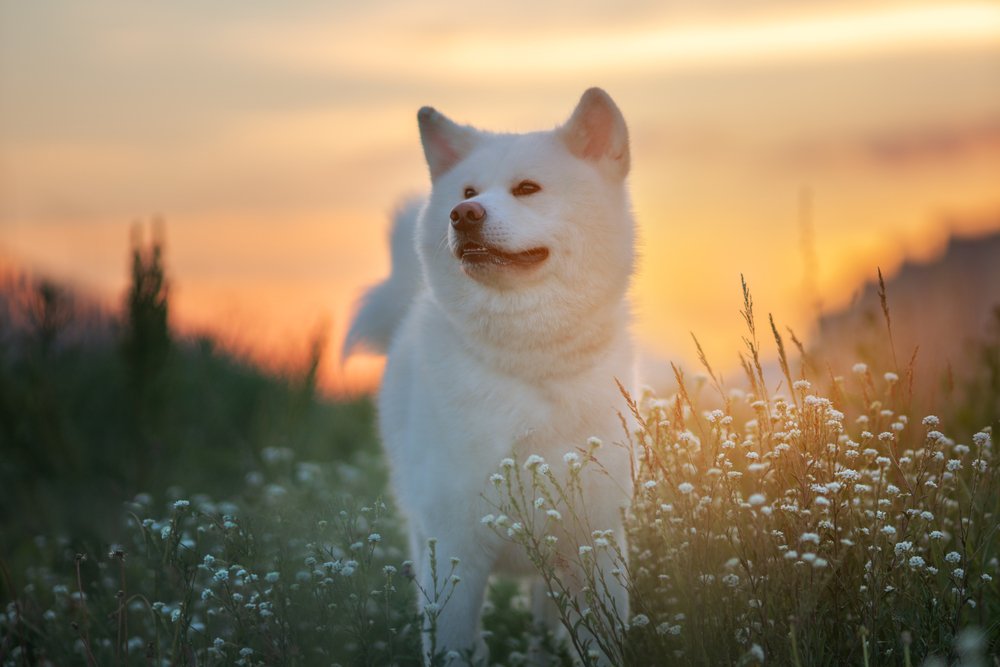 White Akita dog at sunset