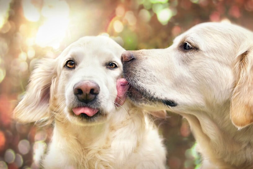 Sweet dog kisses dog