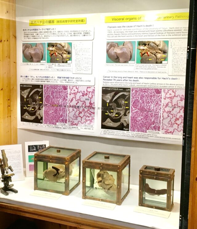University of Tokyo, Hachi’s organs preserved